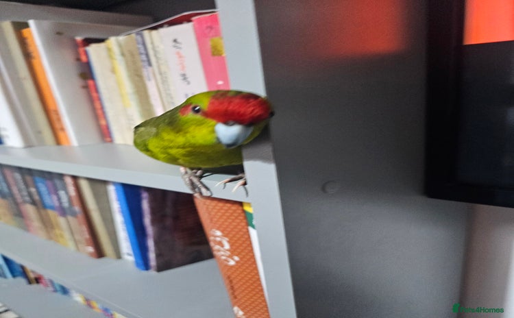 Parakeets birds - Advert 1
