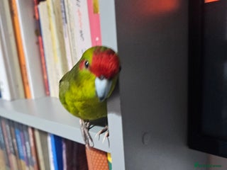 Parakeets birds - Advert 1