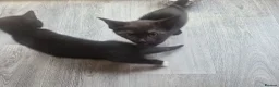 Mixed Breed cats for sale: Two kittens for sale  in Tamworth - Advert 7