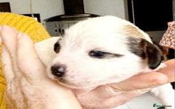 Mixed Breed dogs for sale: Jack Russel Pups in Machynlleth - Image 3