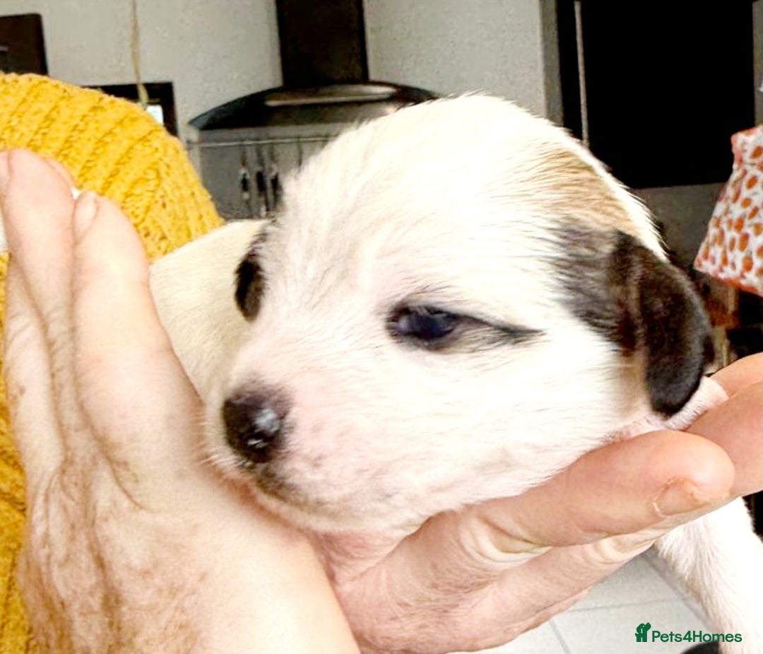 Mixed Breed dogs for sale: Jack Russel Pups in Machynlleth - Image 3