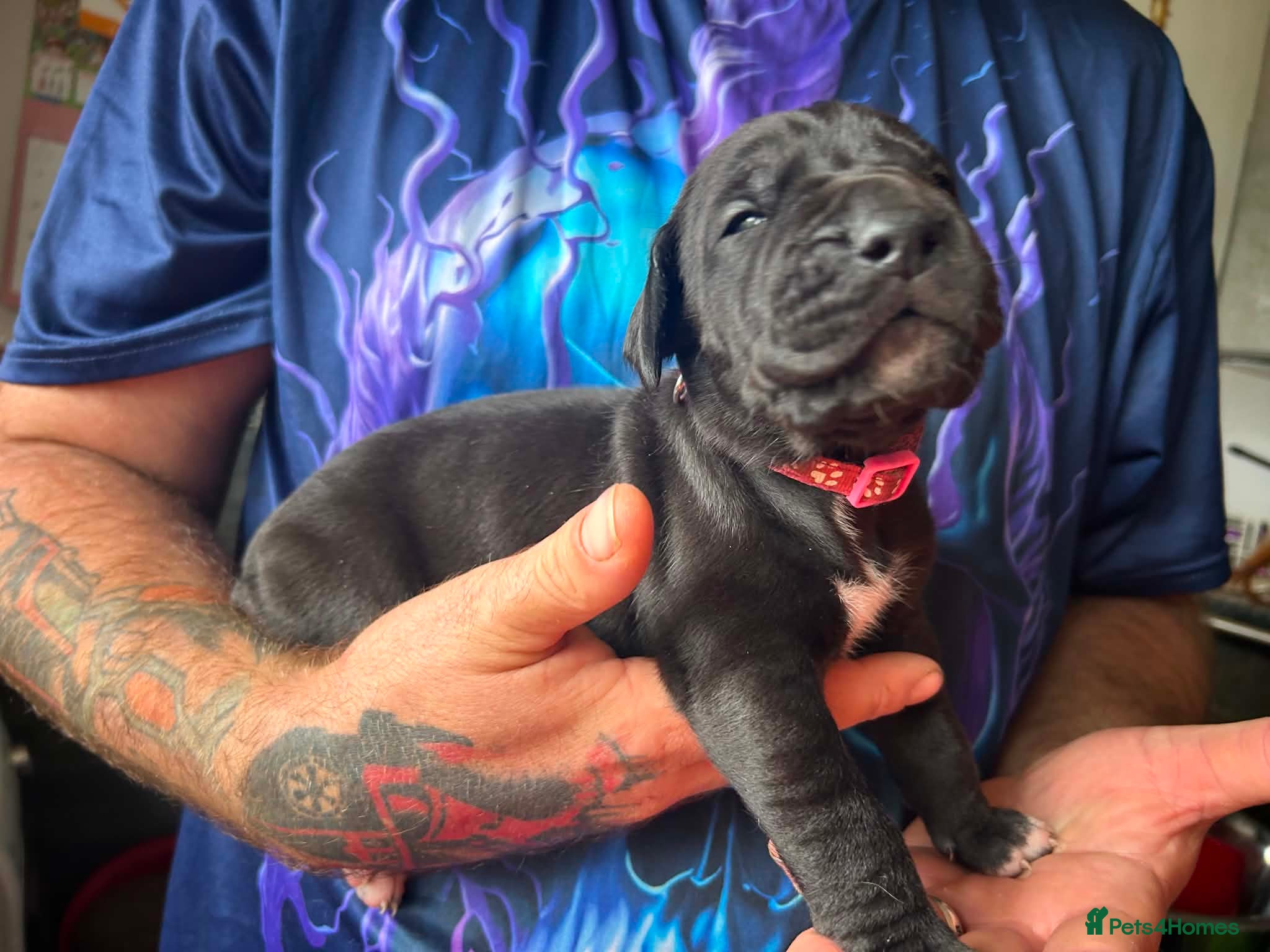 Great Dane dogs Last Black Girl Great Dane Puppies.  - Advert 4