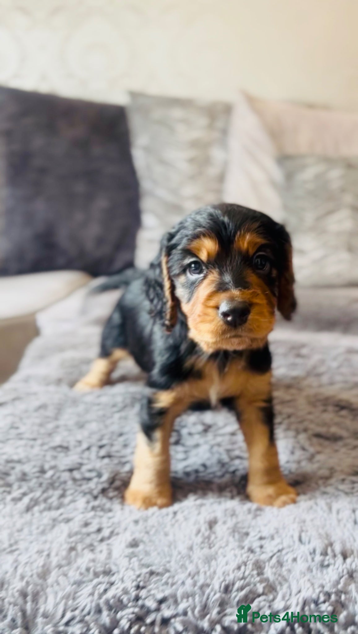 Cocker Spaniel dogs ✅ Ready to Leave Next week 1/4 cocker spaniel💙  - Advert 5