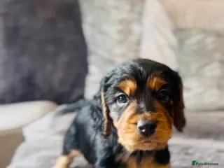 Cocker Spaniel dogs ✅ Ready to Leave Next week 1/4 cocker spaniel💙 - Advert 2