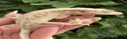 Gecko reptiles for sale: Lily white crested geckos - Advert 9