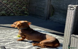 Miniature Dachshund dogs for stud: Mini Dachshund PROVEN LITTERS!  in Woking - Image 4