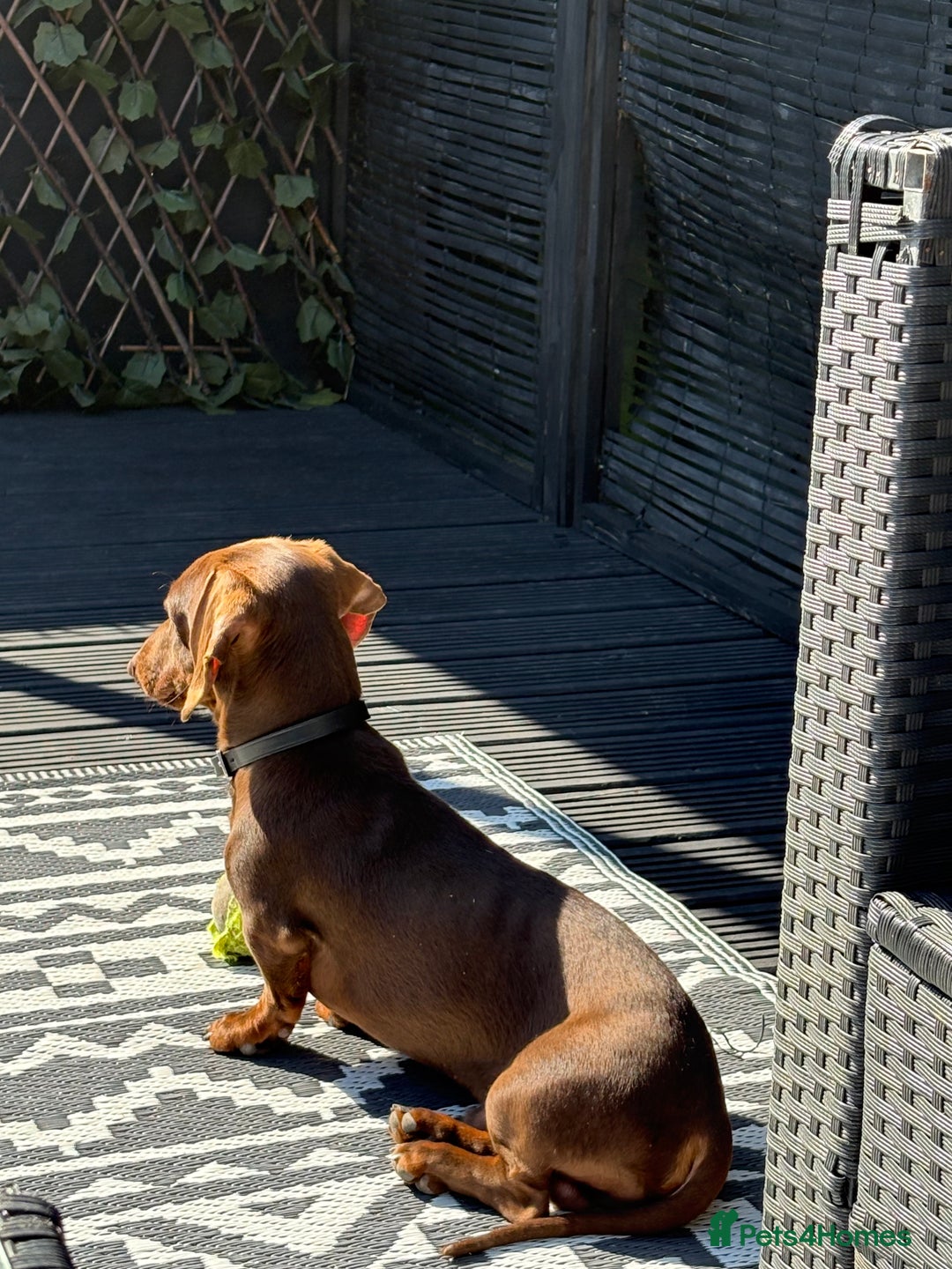 Miniature Dachshund dogs for stud: Mini Dachshund PROVEN LITTERS!  in Woking - Image 4
