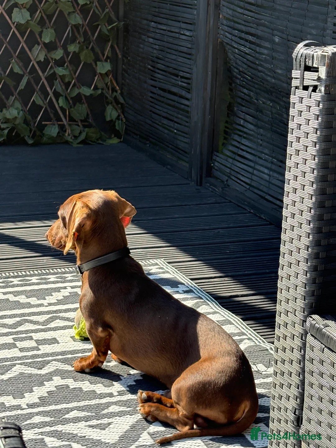 Miniature Dachshund dogs for stud: Mini Dachshund PROVEN LITTERS!  in Woking - Advert 5