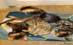 Bengal cats for sale: Pedigree Bengal Kittens - Image 8
