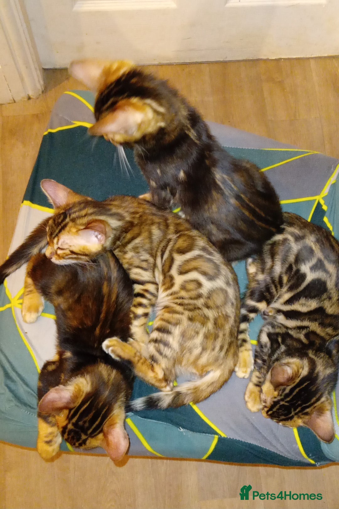 Bengal cats for sale: Pedigree Bengal Kittens - Image 8