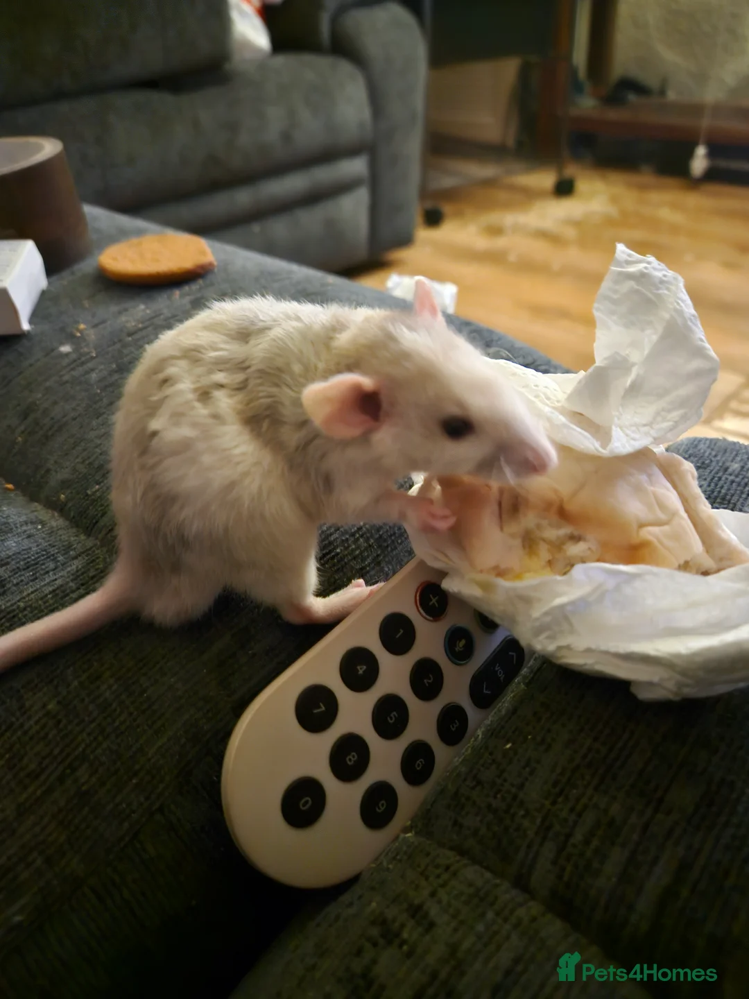 Rat rodents for sale: Rat babies for sale - Advert 5