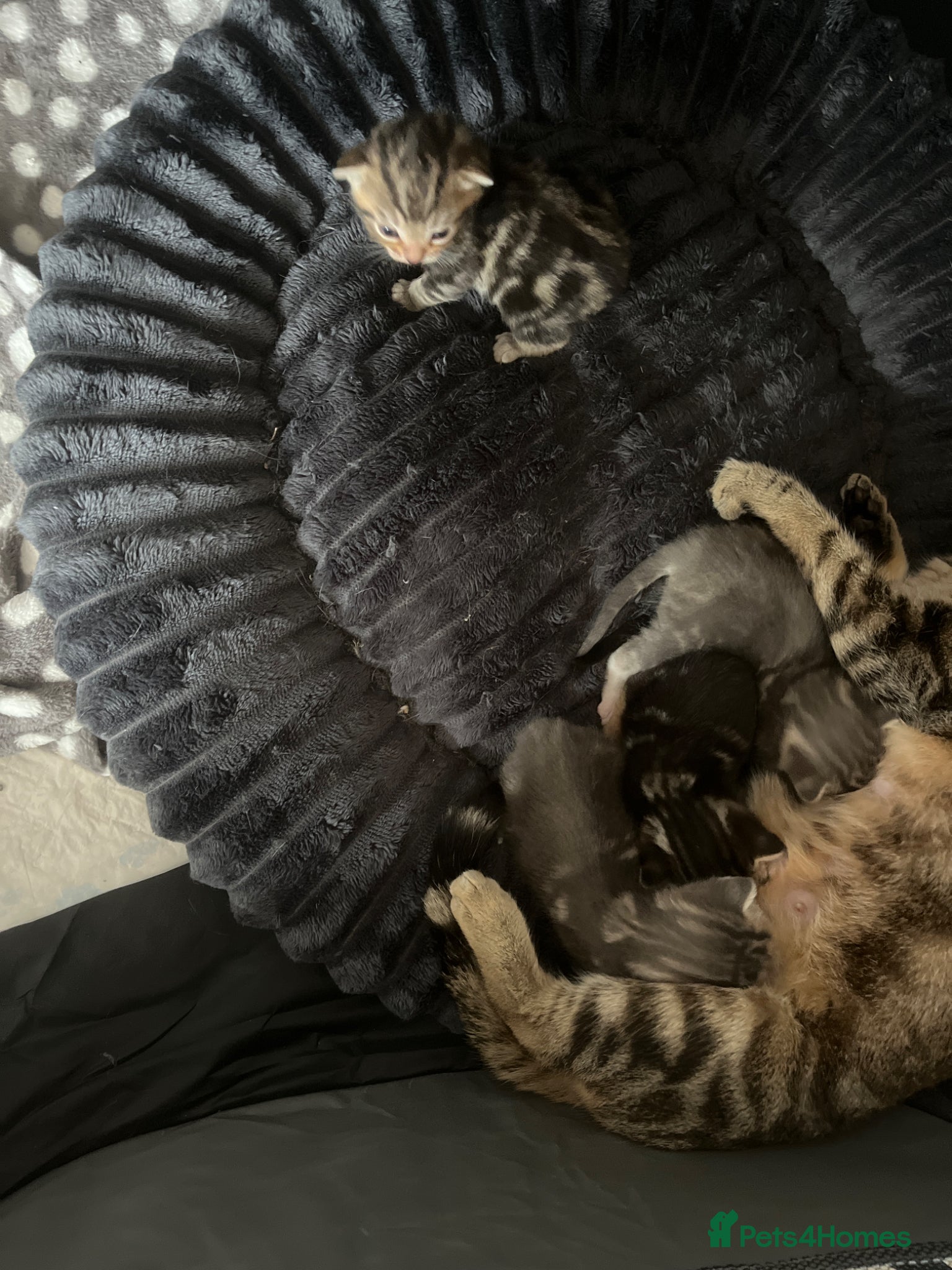 Bengal cats 4 Beautiful Kittens available - Advert 1