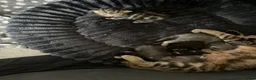 Bengal cats for sale: 4 Beautiful Kittens available in Newcastle upon Tyne - Advert 1