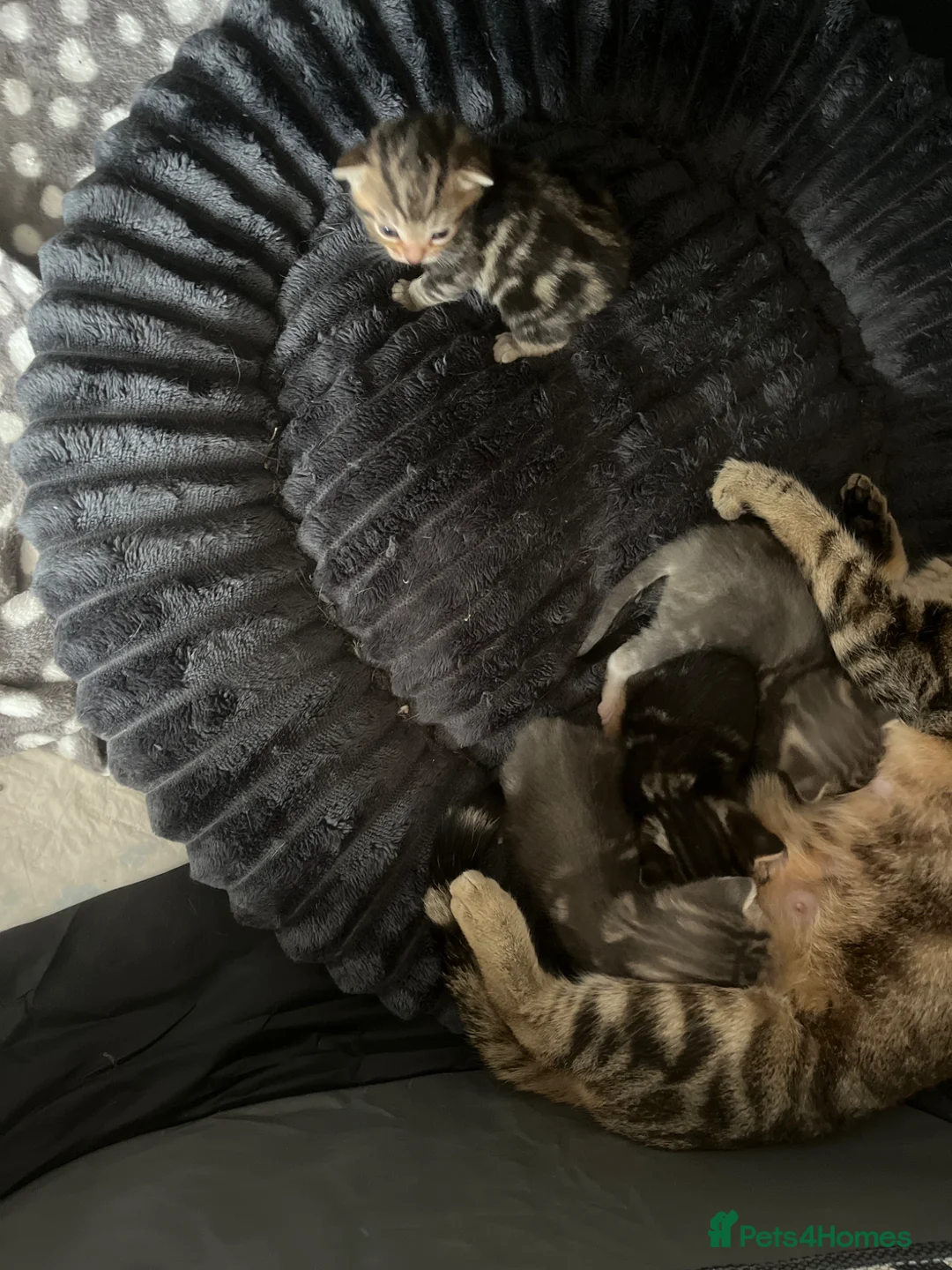 Bengal cats for sale: 4 Beautiful Kittens available in Newcastle upon Tyne - Advert 1