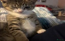 American Shorthair cats for sale: Gorgeous girls looking for new home🏡 - Image 13