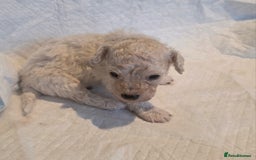 Toy Poodle dogs for sale: Exceptional toy poodles RESERVE LIST NOW OPEN! - Image 6
