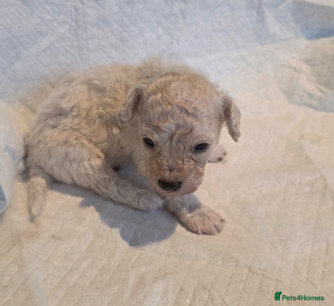 Toy Poodle dogs for sale: Exceptional toy poodles RESERVE LIST NOW OPEN! - Image 6