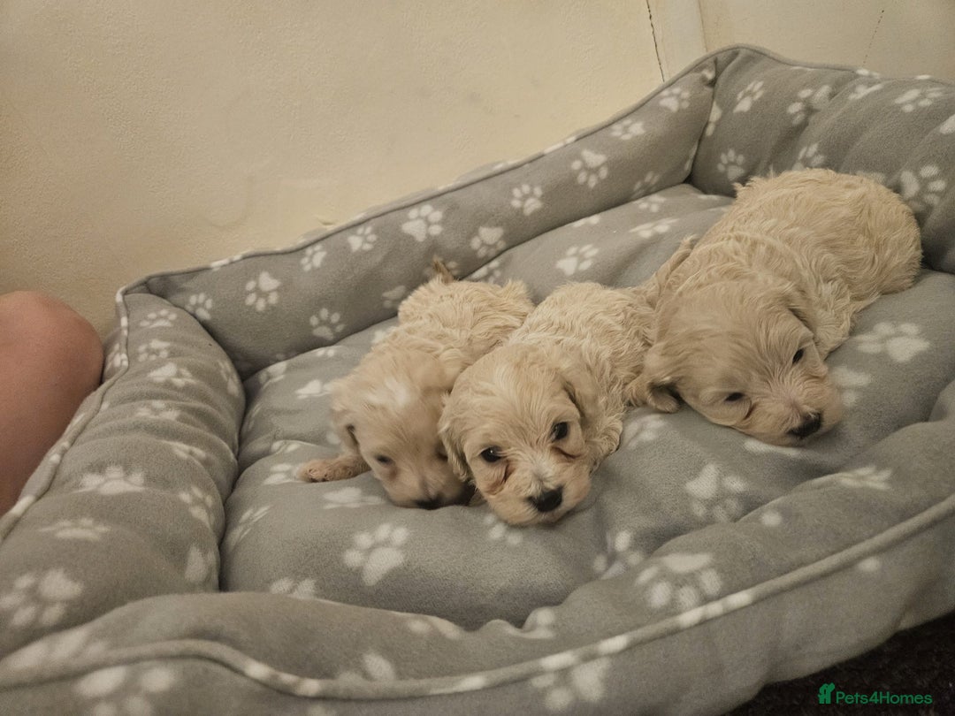 Maltipoo dogs for sale: Korean maltipoo luxury teddy 3 boys  - Advert 5