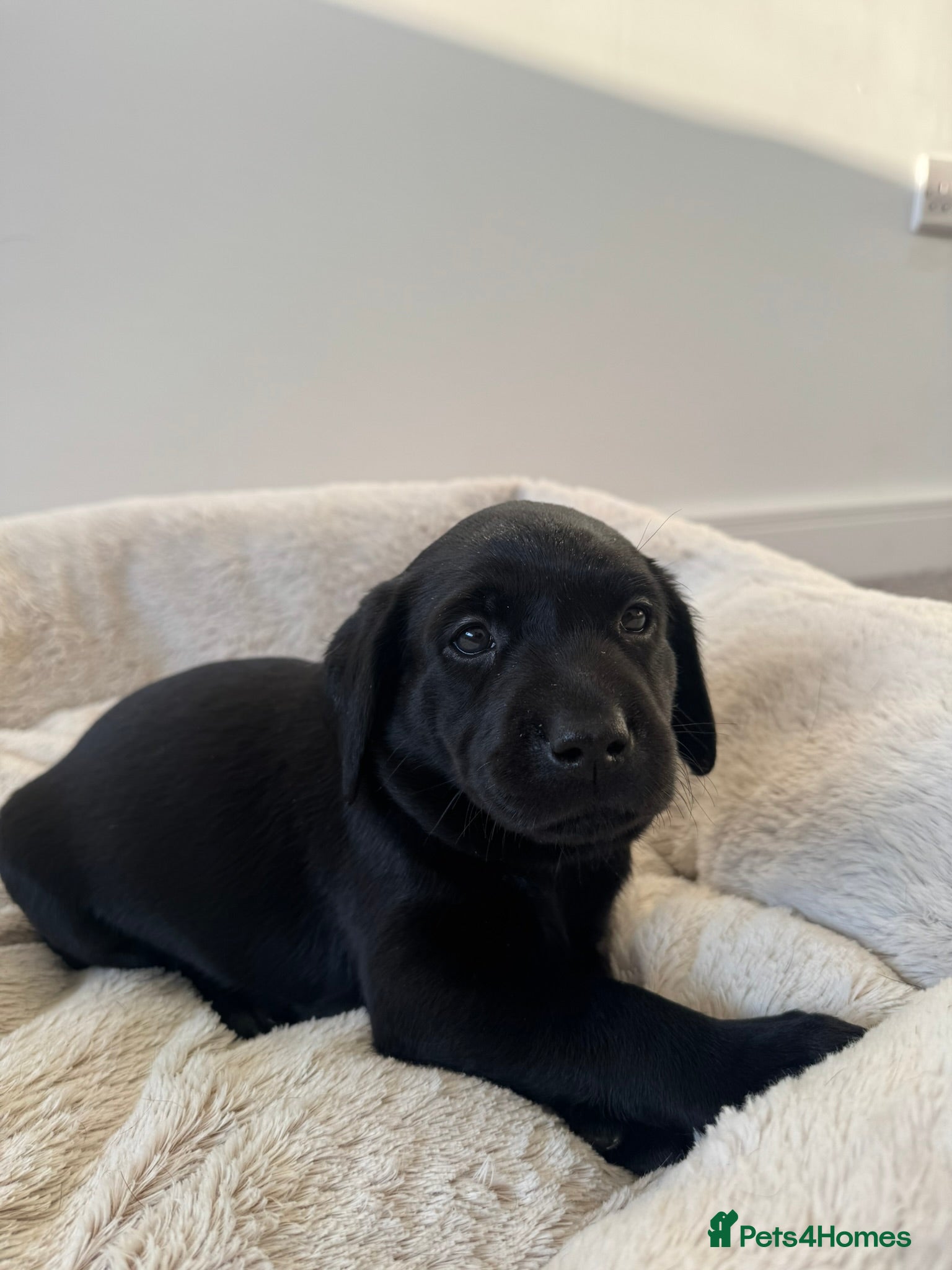 Labrador Retriever dogs Gorgeous 6-Week-Old Working Labrador Puppies - Advert 2