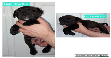 Staffordshire Bull Terrier dogs 2 Chunky, gorgeous KC SBT Boys - Advert 10