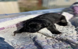 German Shepherd dogs for sale: German Shepherd pups - Image 22