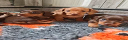 Miniature Dachshund dogs for sale: Exceptional Miniature Dachshunds Babies in Littleborough - Advert 8
