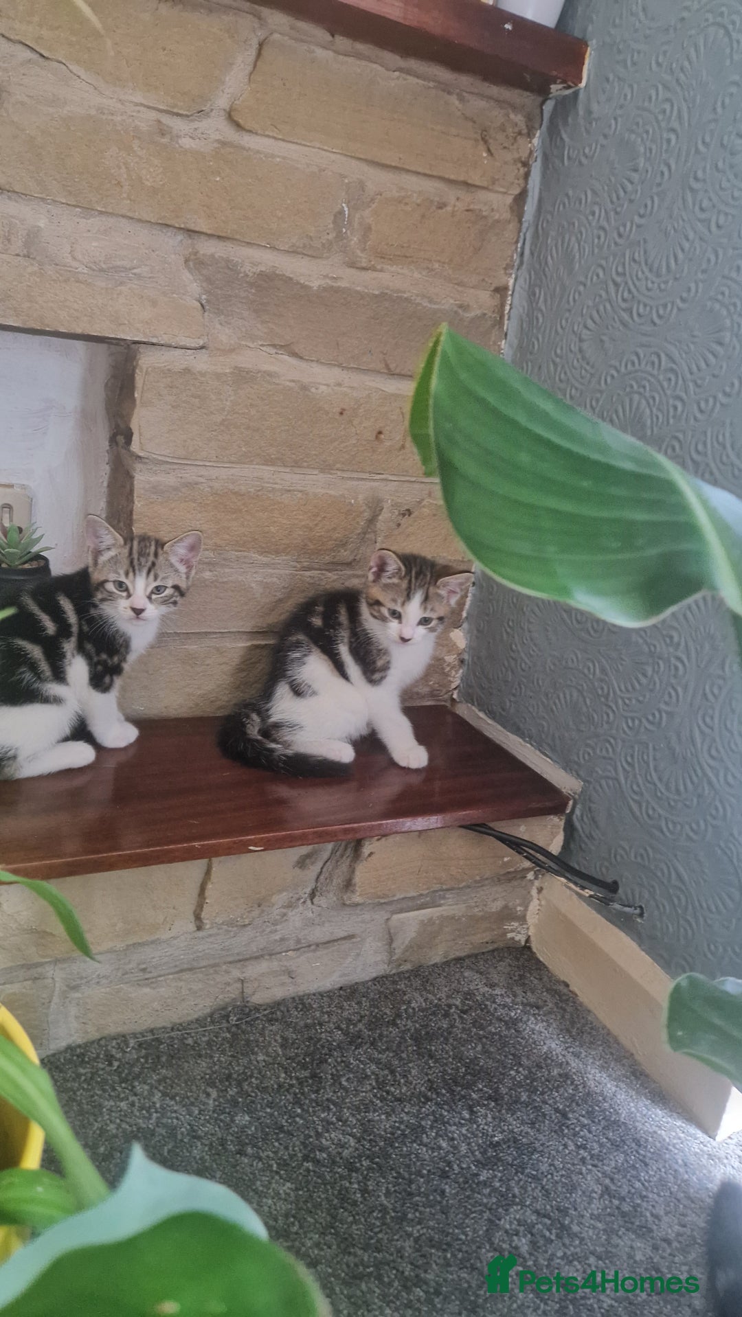 Mixed Breed cats for sale: 🐾 Three Charming Gentlemen Looking for Homes! 🐾 - Image 3