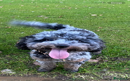 Cavapoo dogs for sale: F1 Cavapoos - Parents DNA Health Tested  - Advert 15