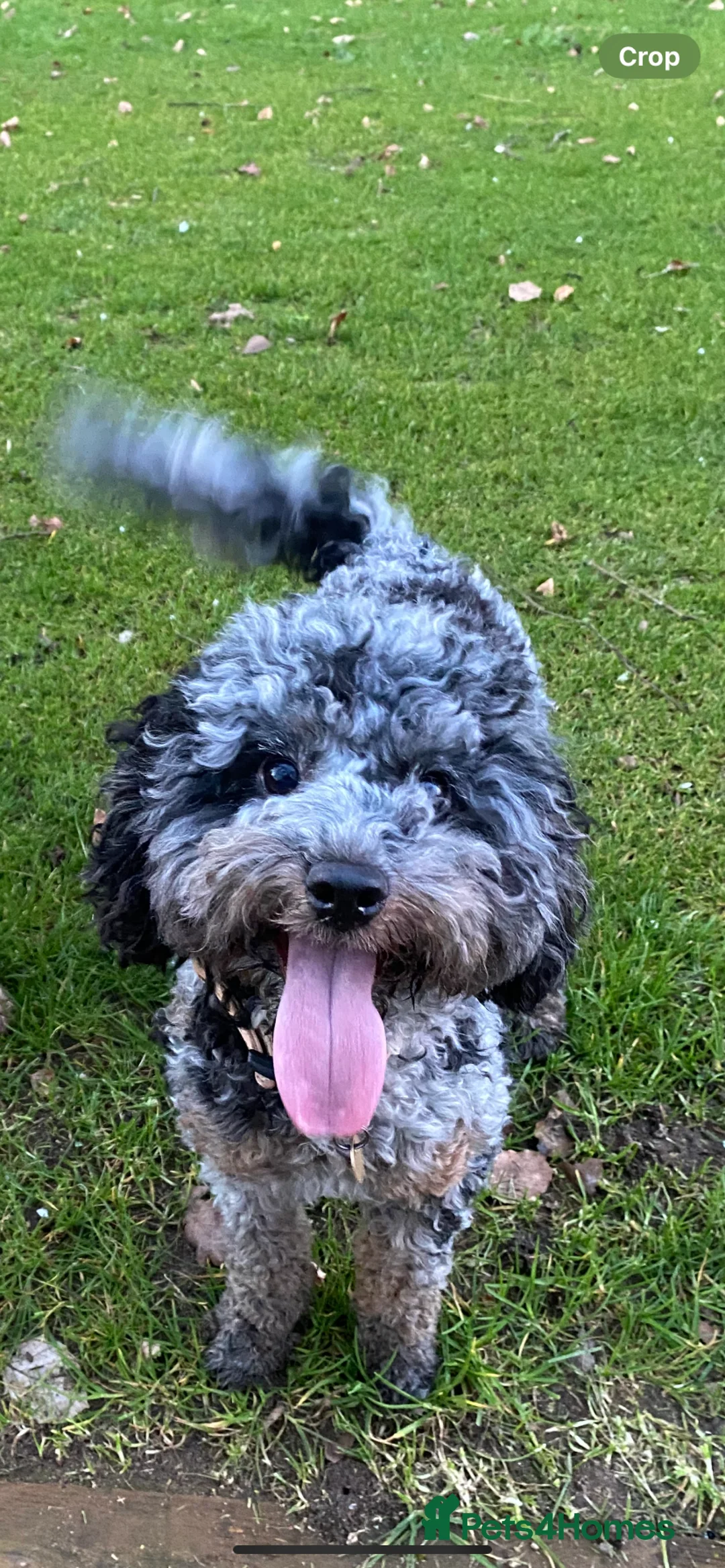 Cavapoo dogs for sale: LAST FEMALE - F1 Cavapoo - Parents DNA Tested  - Advert 8