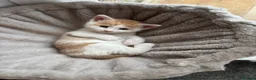 Maine Coon cats for sale: Maine coon & Turkish van mix - Advert 8