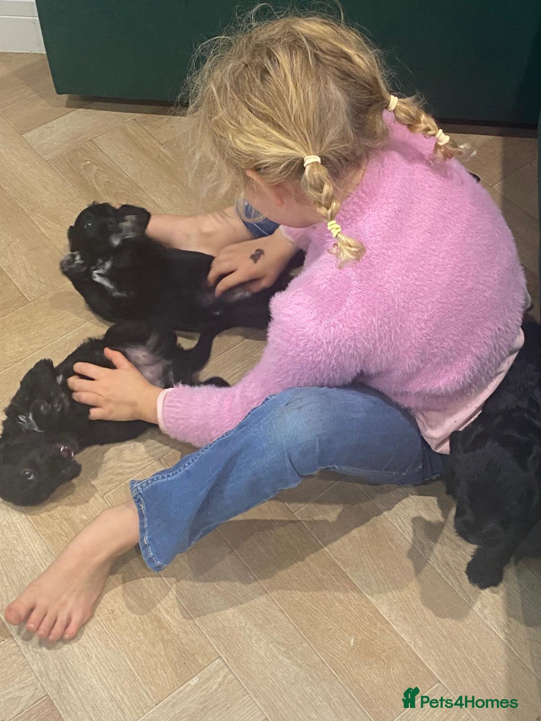 Mixed Breed dogs for sale: Bedlington cross cocker spaniel puppies  - Image 7