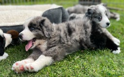 Bernese Mountain Dog dogs for sale: Stunning Chunky Bordernese Puppies - Image 26