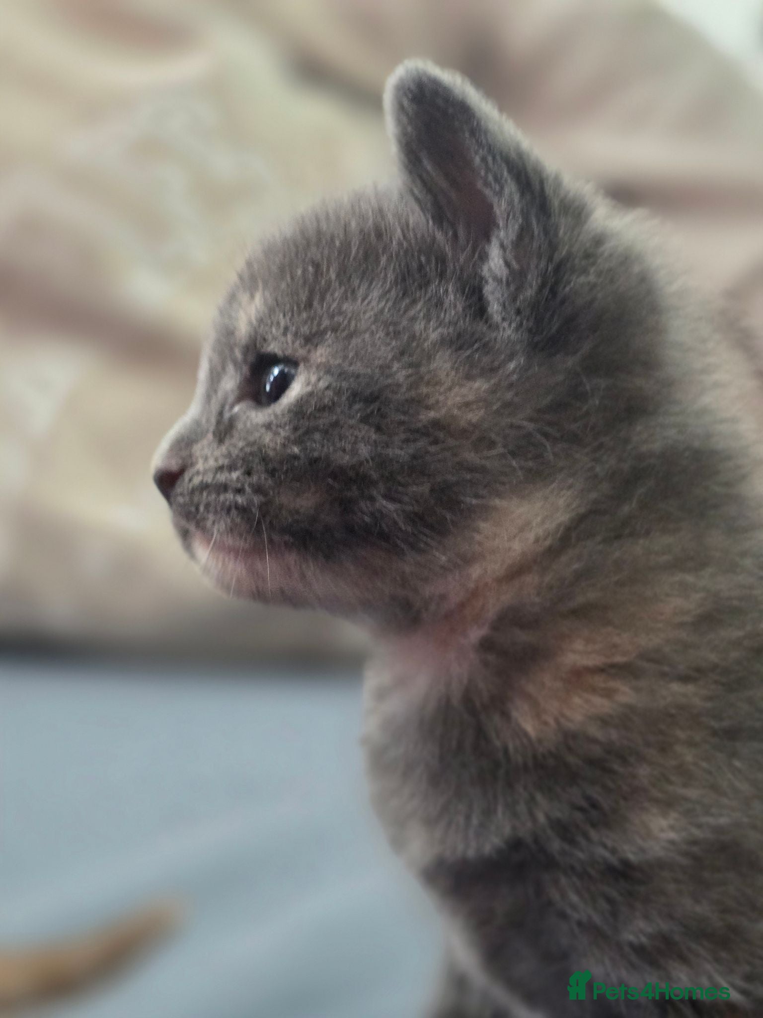 Mixed Breed cats 3 beautiful playful kittens for sale. - Advert 9
