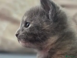 Mixed Breed cats 3 beautiful playful kittens for sale. - Advert 9