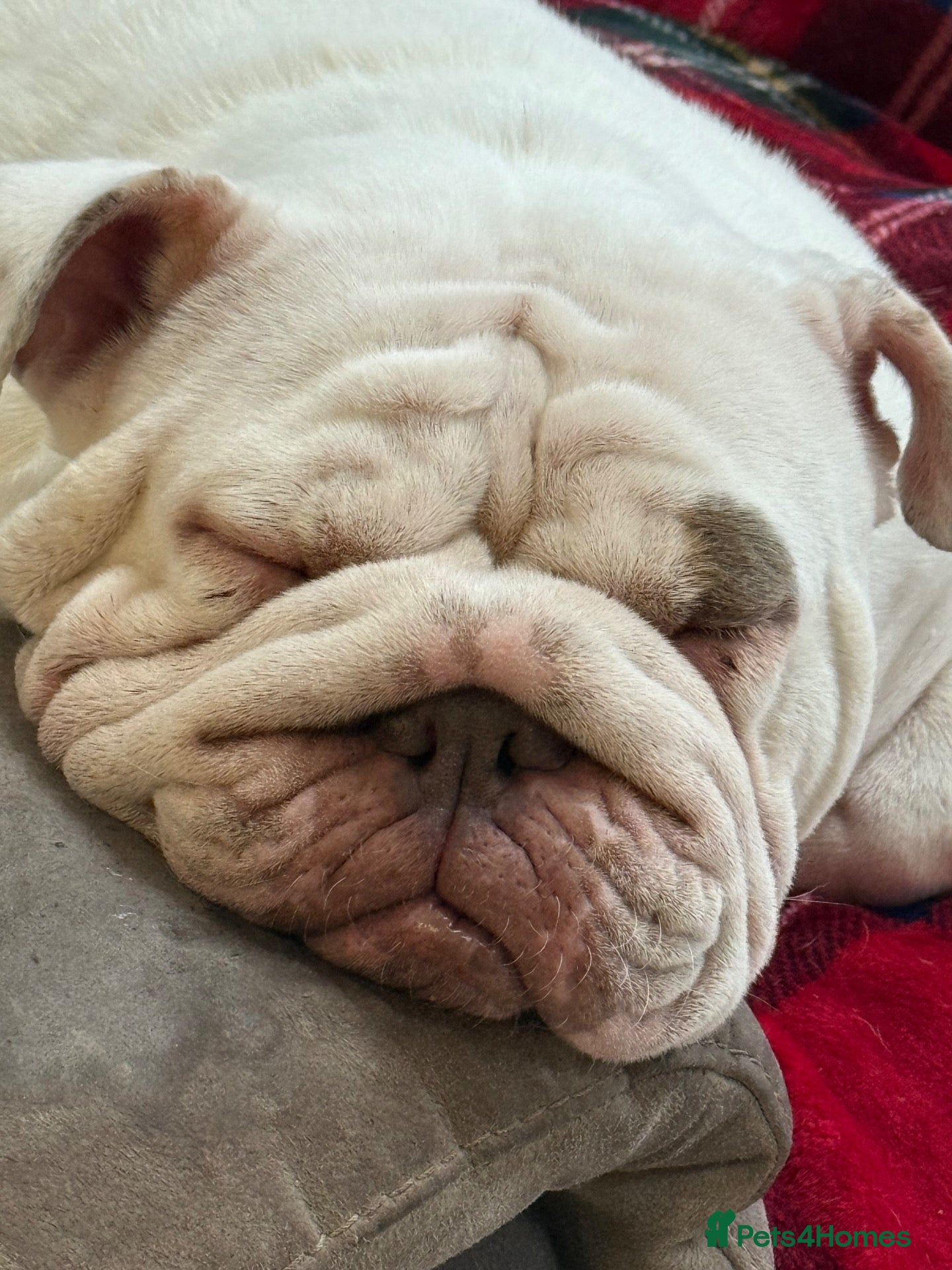 English Bulldog dogs Rehoming our Baby  - Advert 1