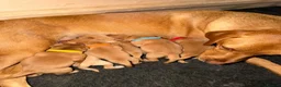 Labrador Retriever dogs for sale: 🐾 LAST GIRLS REMAINING 🐾 - Advert 2