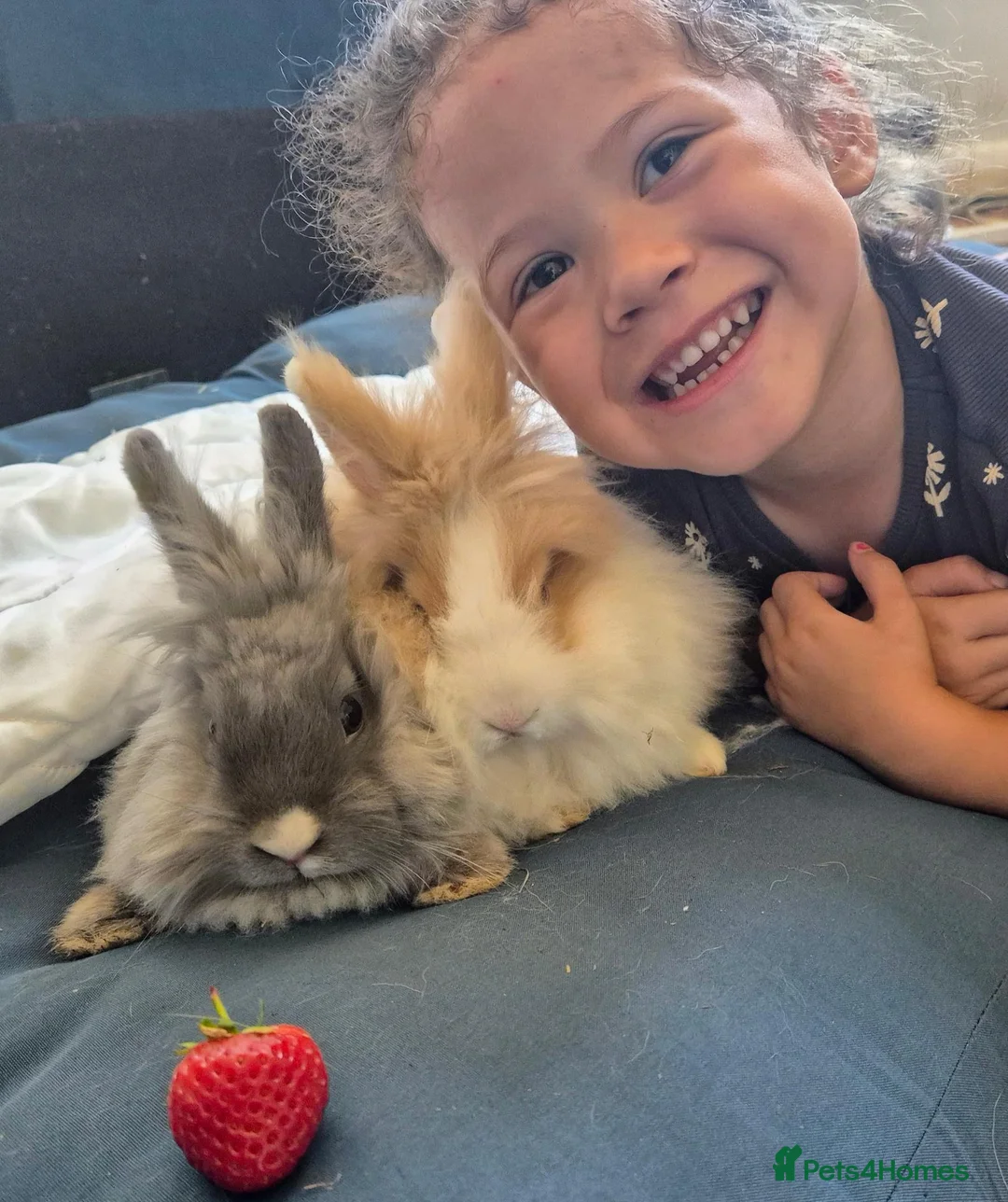 Mini Lop rabbits for sale: Beautiful Teddy Dwerg kits - Advert 2