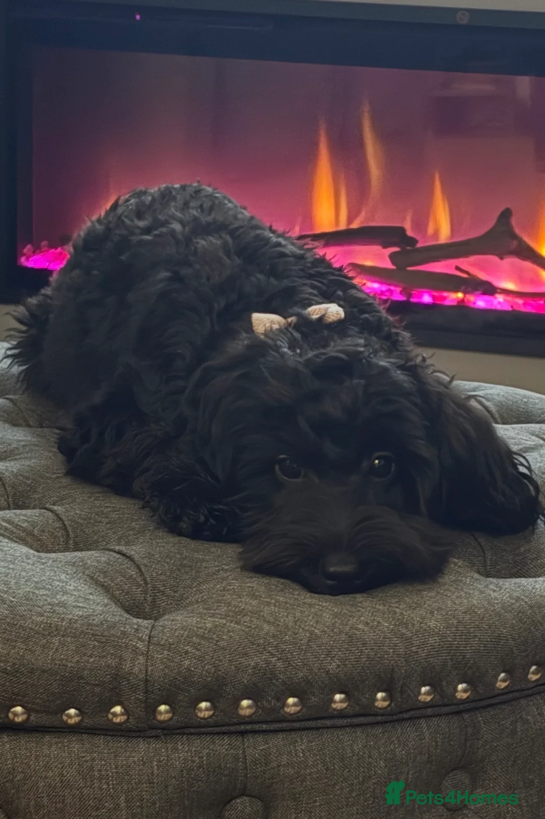 Cockapoo dogs for sale: Betty cockapoo - Advert 3