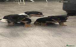 Jack Russell dogs for sale: Lovely Jack Russel puppies  - Image 13