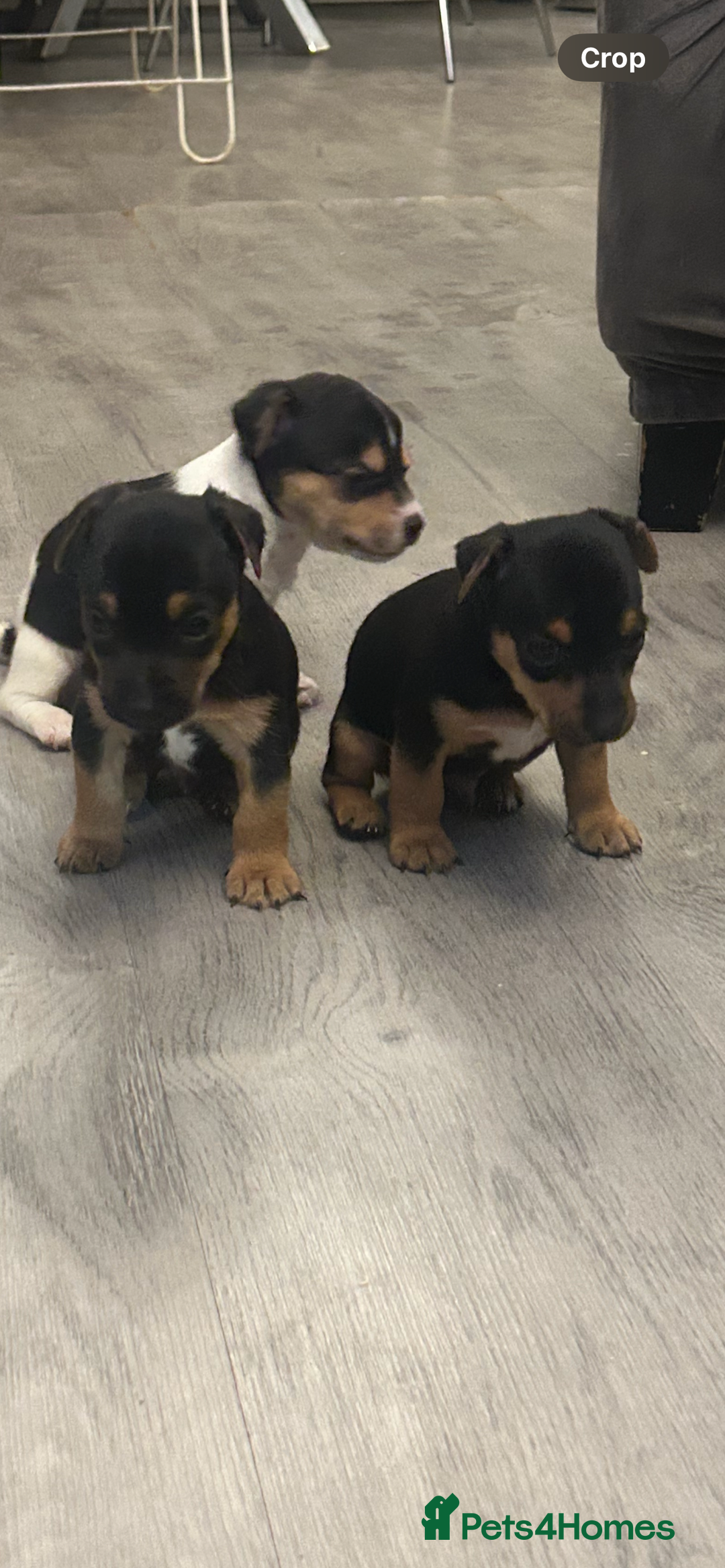 Jack Russell dogs for sale: Lovely Jack Russel puppies  - Image 13