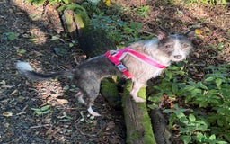 Mixed Breed dogs for adoption: FOR ADOPTION - BUBBA – BEAFORD, DEVON  - Image 12