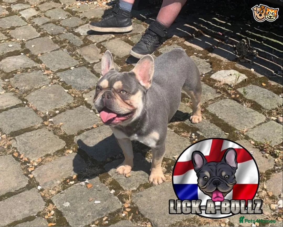 French Bulldog dogs for stud: BRUCE ALMIGHTY (MASKLESS) Lilic and tan in Manchester - Advert 2