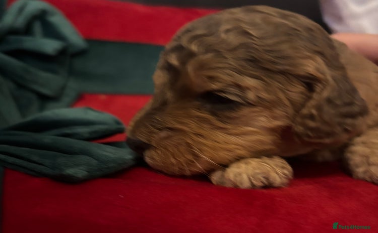 Cockapoo dogs ⭐️OUTSTANDING, HIGH QUALITY Cockapoo F1B Puppies⭐️ - Advert 1