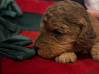 Cockapoo dogs for sale: ⭐️OUTSTANDING, HIGH QUALITY Cockapoo F1B Puppies⭐️ - Advert 1