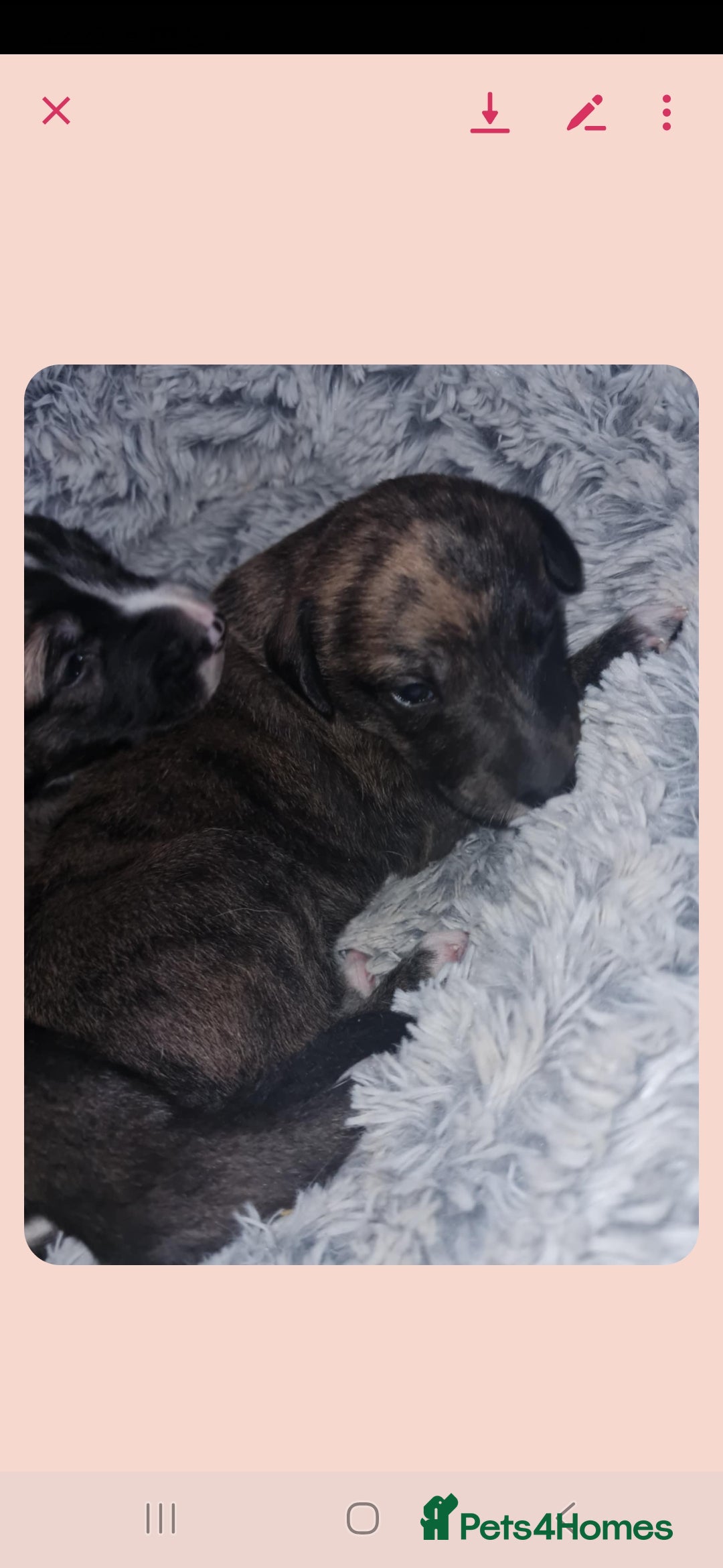 Mixed Breed dogs for sale: Saluki/greyhound puppies  - Image 5