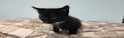 Mixed Breed cats for sale: Kittens For Sale - Advert 9