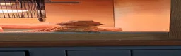 Bearded Dragon reptiles for sale: Red Bearded Dragon - Advert 4