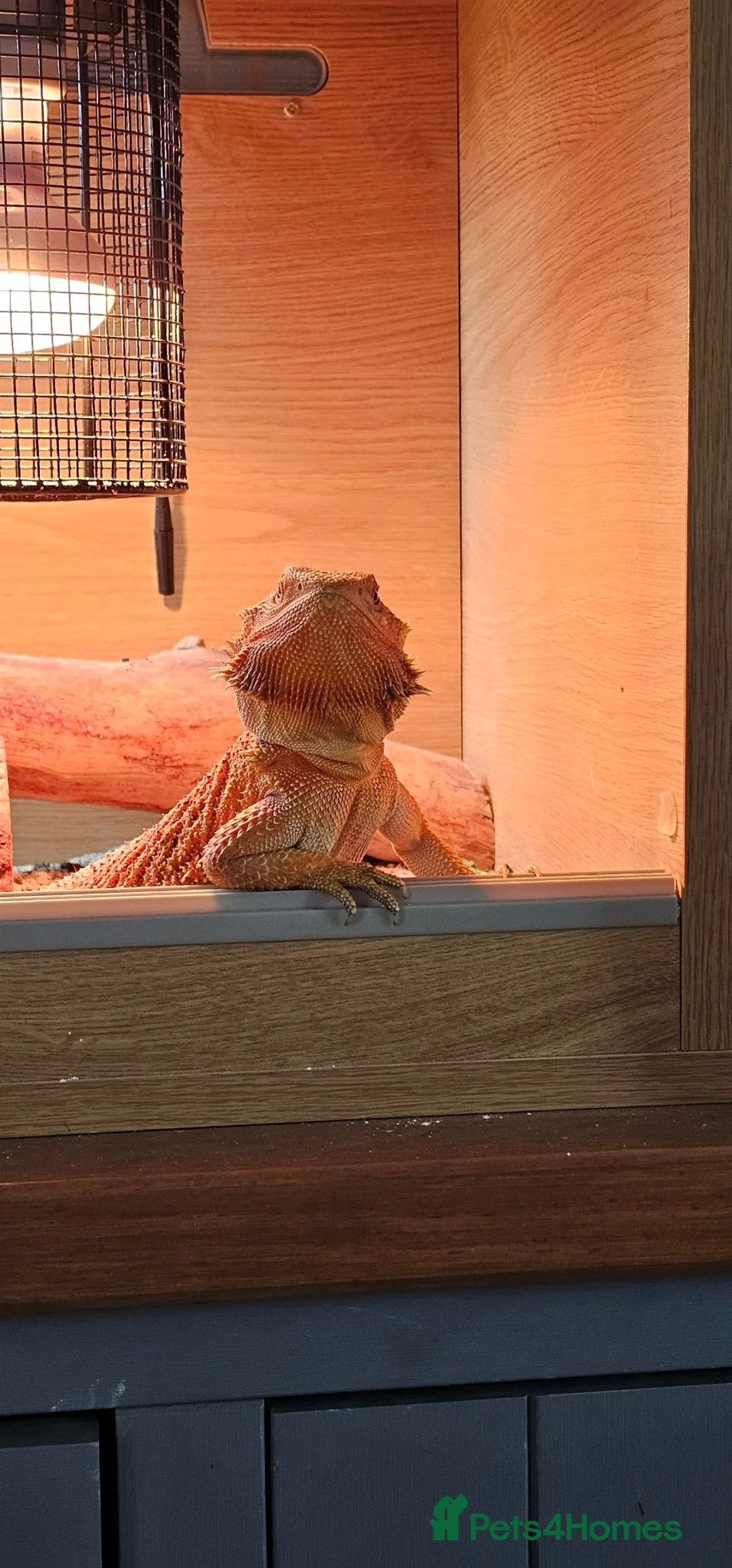 Bearded Dragon reptiles for sale: Red Bearded Dragon - Advert 4