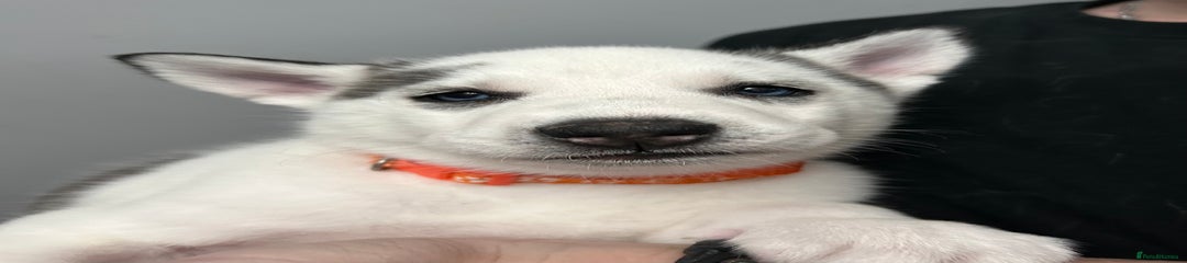 Siberian Husky Puppy 3