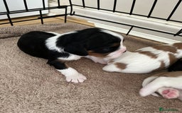 Cavalier King Charles Spaniel dogs for sale: King Charles Cavalier puppies for sale  - Image 4